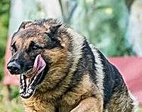 Собачья Академия логотип